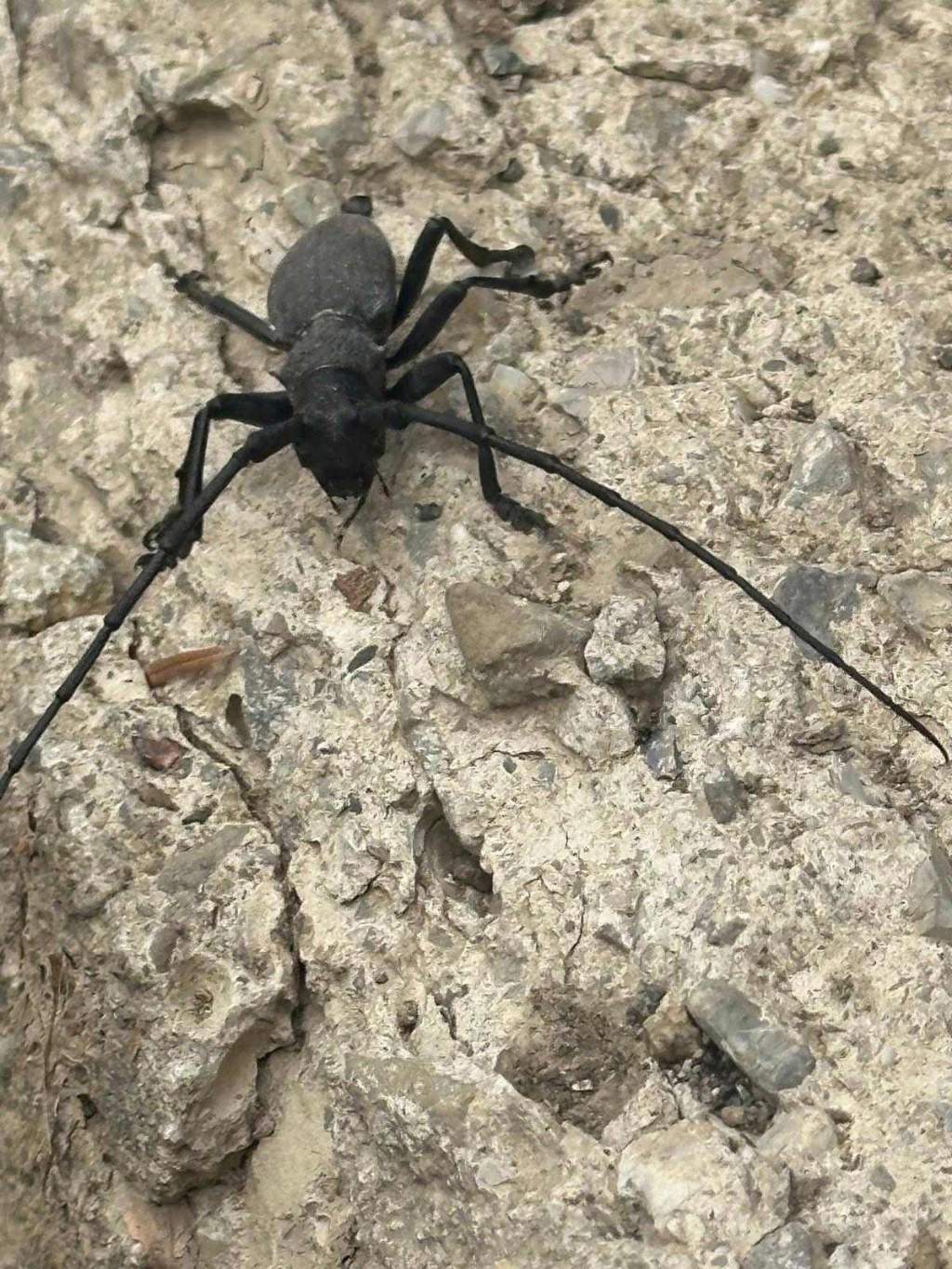identificazione